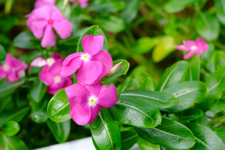 How to Grow Vinca Rosea — Catharanthus