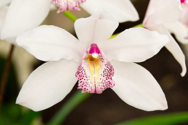 How to Grow Cattleya Orchid