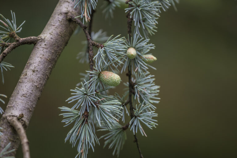 How to Grow Cedrus – Cedar
