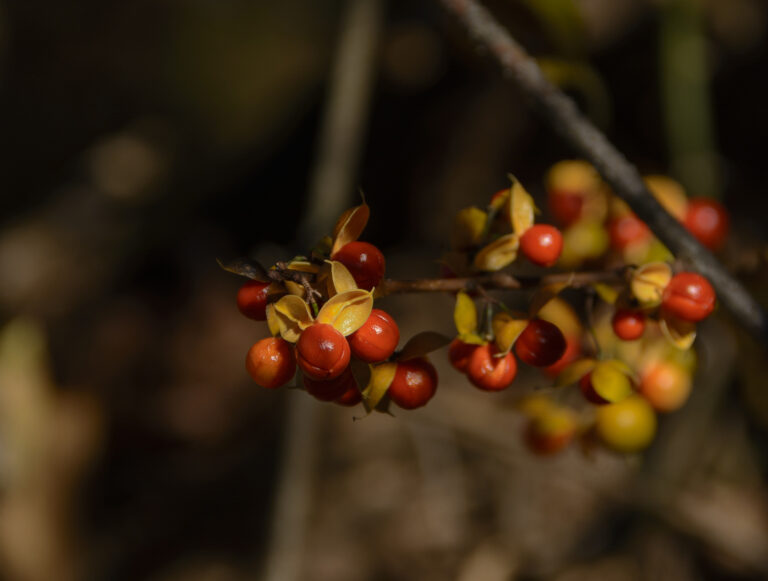 How to Grow Celastrus — Bittersweet