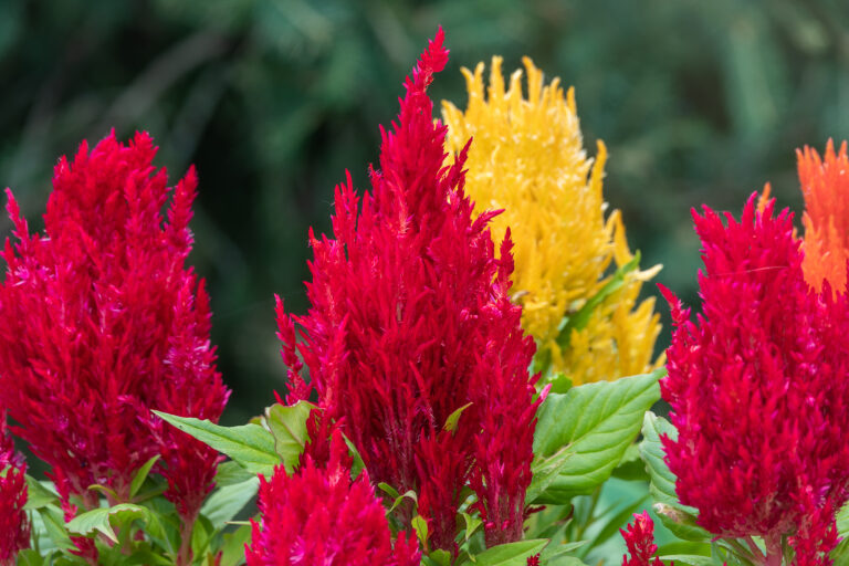 How to Grow for Cockscomb — Celosia