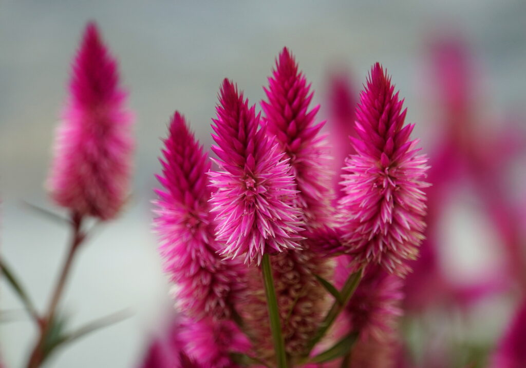  Celosia spicata flowers