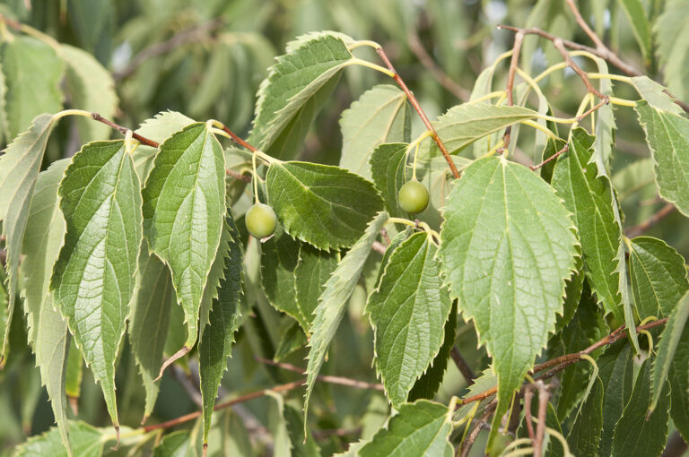 How to Grow Hackberry – Celtis
