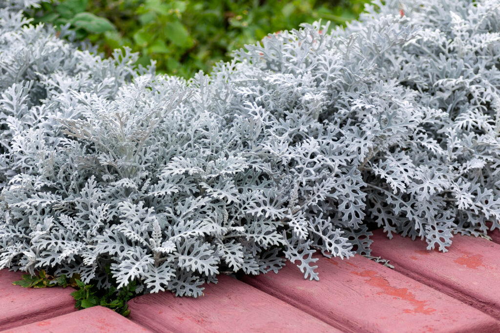 Centaurea cineraria, Dusty Miller