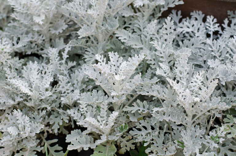 How to Grow Dusty Miller — Centaurea cineraria