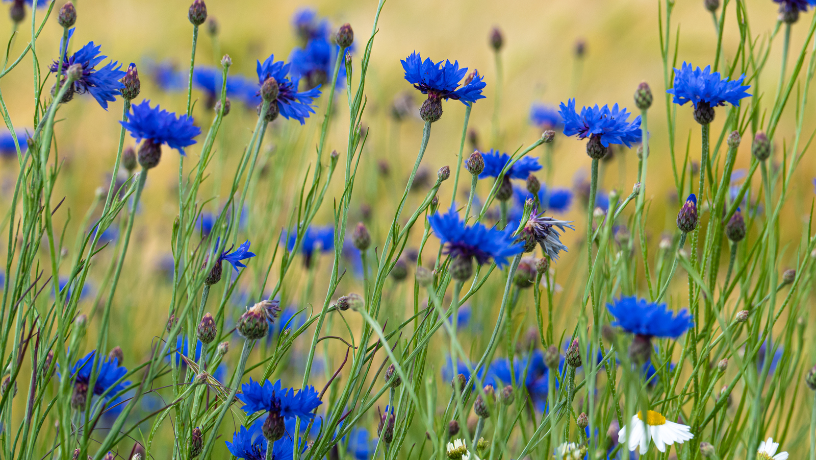Centaurea cyanus