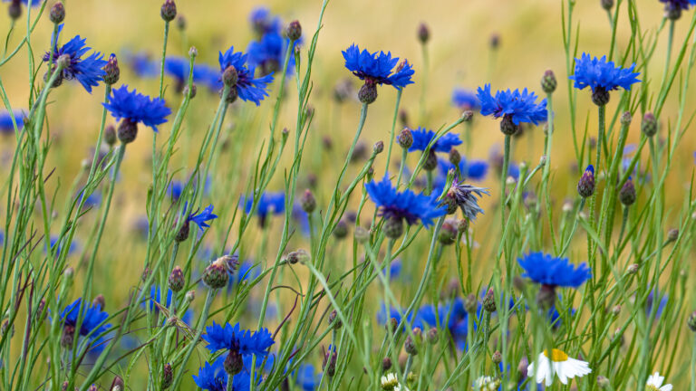 How to Grow and Care for Bachelor’s Button — Centaurea cyanus
