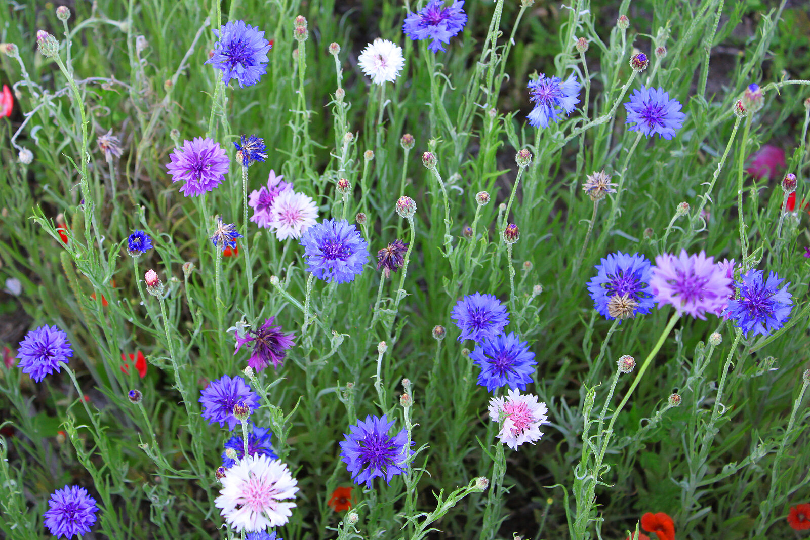 centaurea