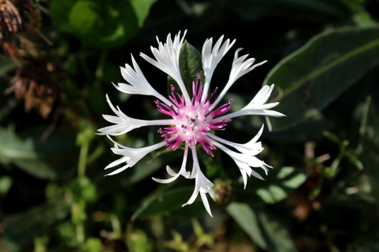How to Grow Perennial Cornflower — Centaurea montana