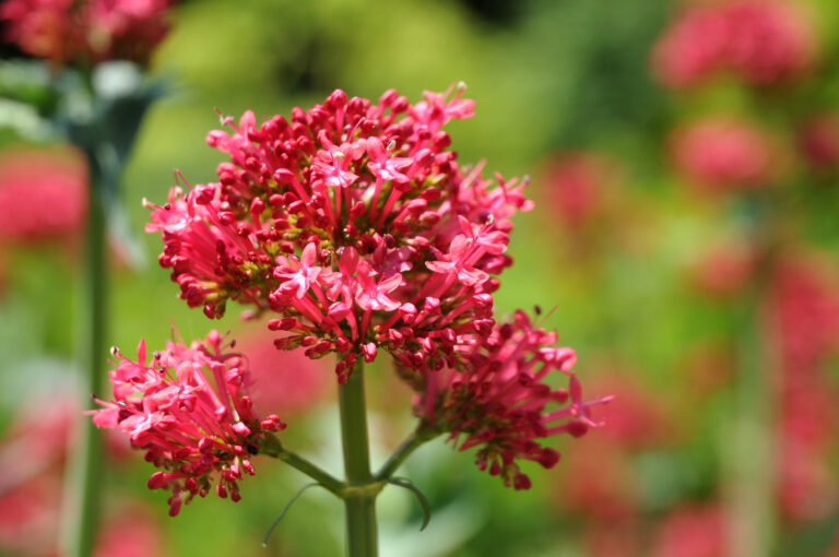 How to Grow Red Valerian — Centranthus