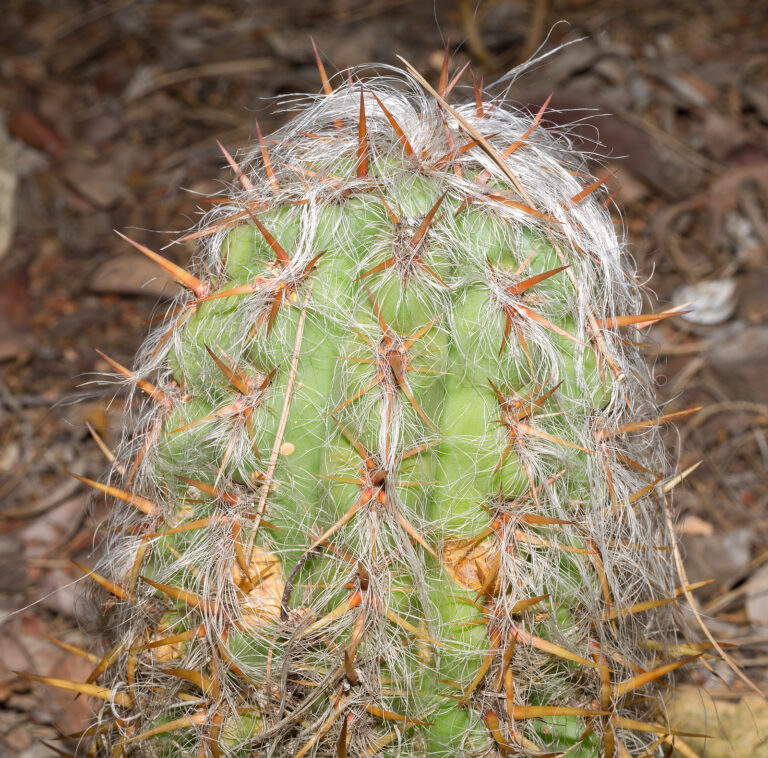 How to Grow Cephalocereus – Old Man Cactus