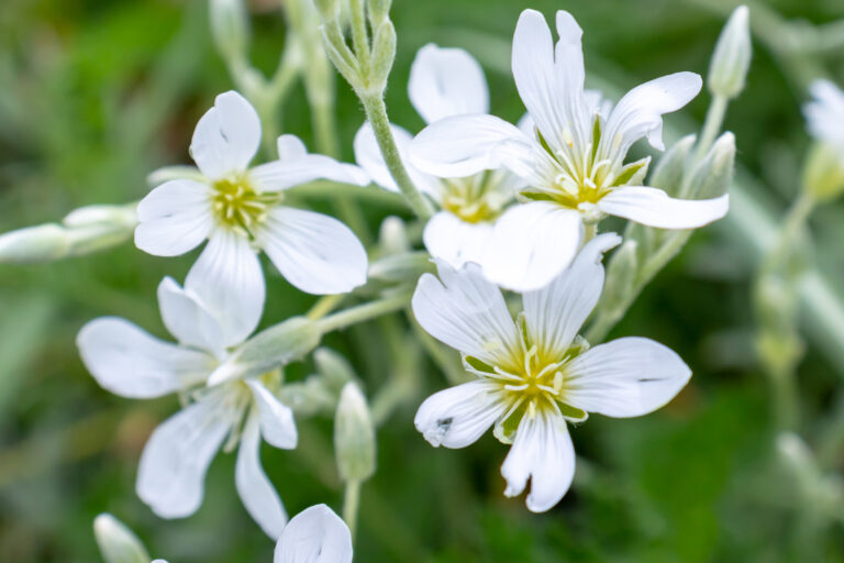 How to Grow Snow-In-Summer — Cerastium