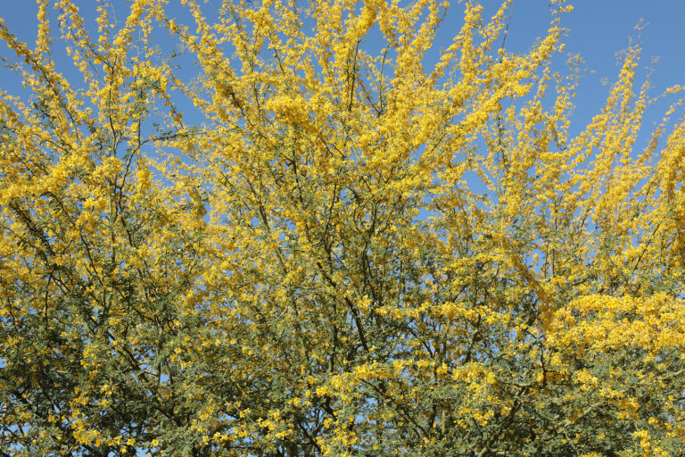How to Grow Palo Verde — Cercidium