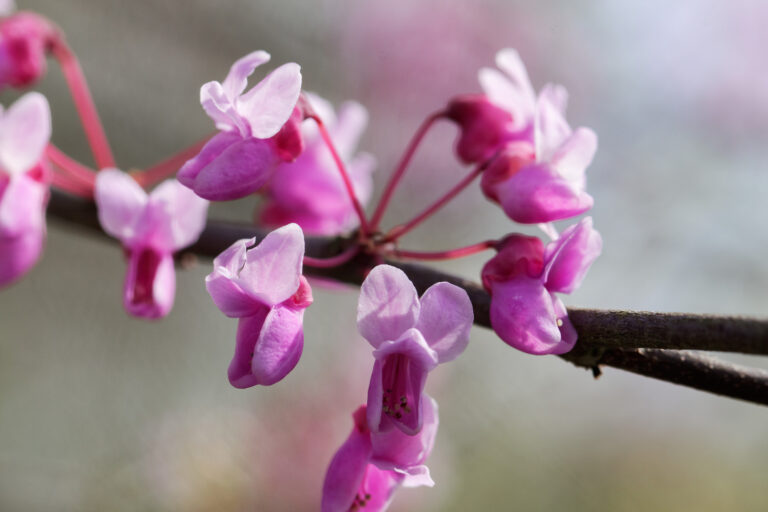How to Grow Cercis – Redbud