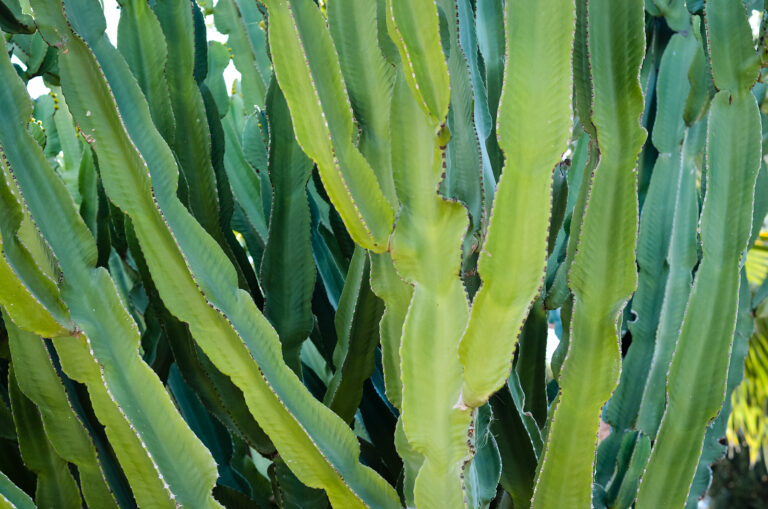 How to Grow Cereus – Apple Cactus