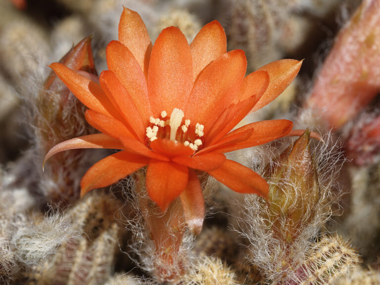 How to Grow Chamaecerus – Peanut Cactus