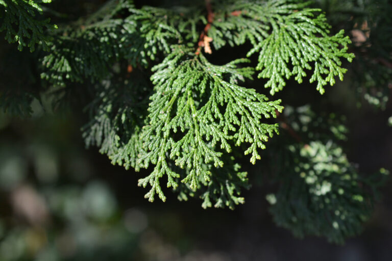 How to Grow False Cypress – Chamaecyparis
