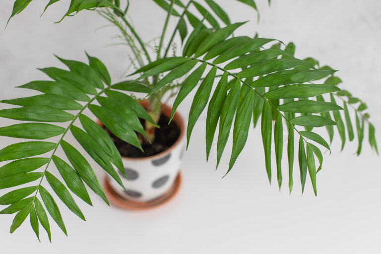 How to Grow Parlor Palm — Chamaedorea