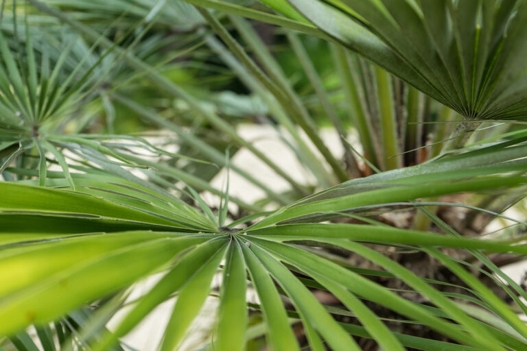 How to Grow Dwarf Fan Palm — Chamaerops