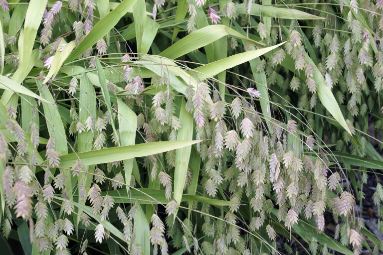 How to Grow Wild Oats – Chasmanthium