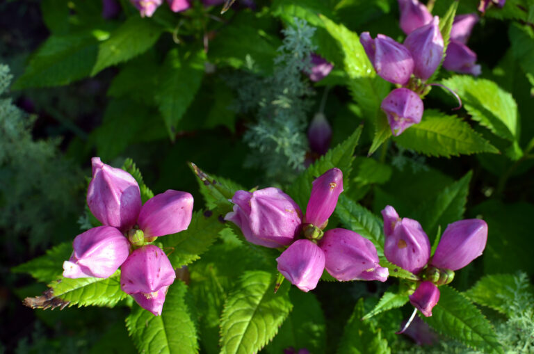 How to Grow Pink Turtlehead — Chelone