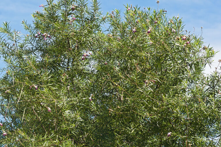 How to Grow Desert Willow — Chilopsis