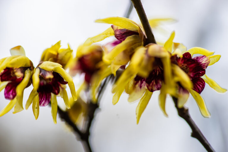How to Grow Chimonanthus – Wintersweet