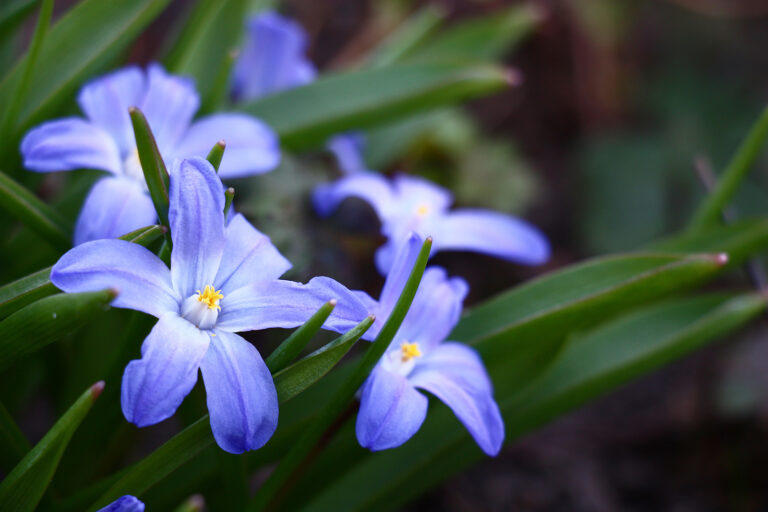 How to Grow Glory-of-the-Snow — Chionodoxa