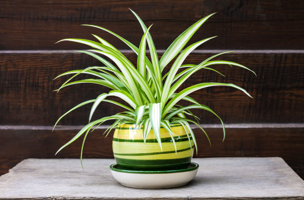 How to Grow Chlorophytum - Spider Plant