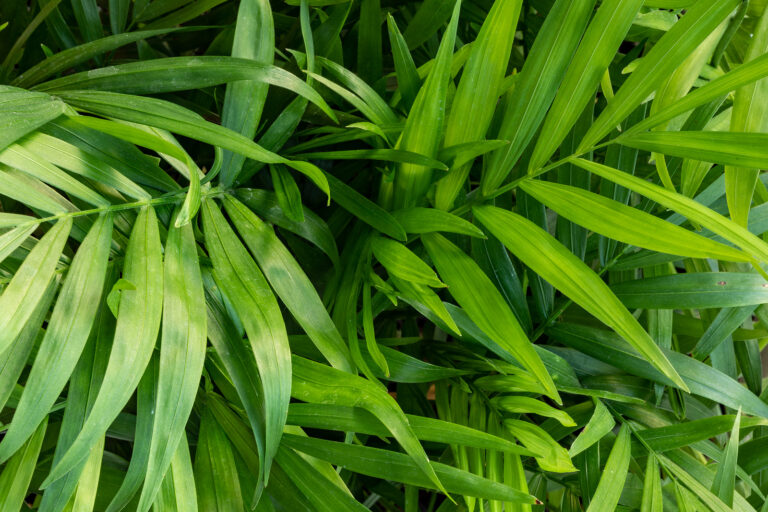 How to Grow Areca Palm – Dypsis