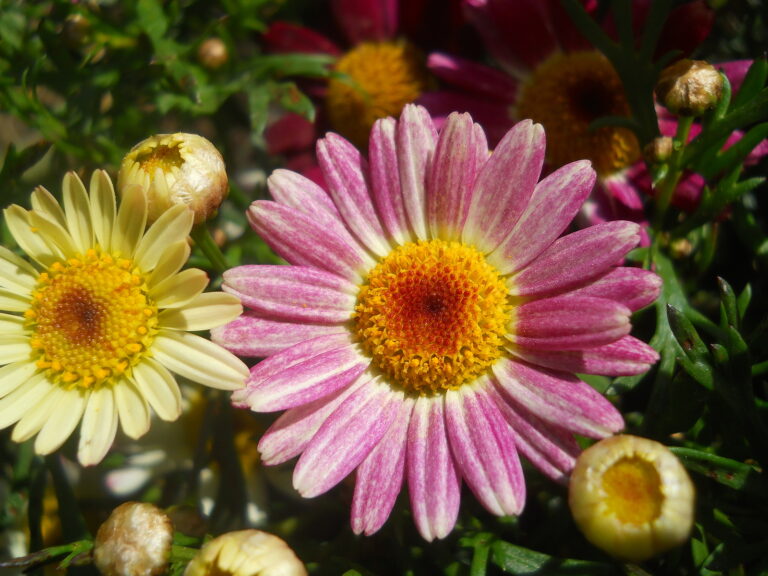 October Flower Garden Tips Zone-by-Zone