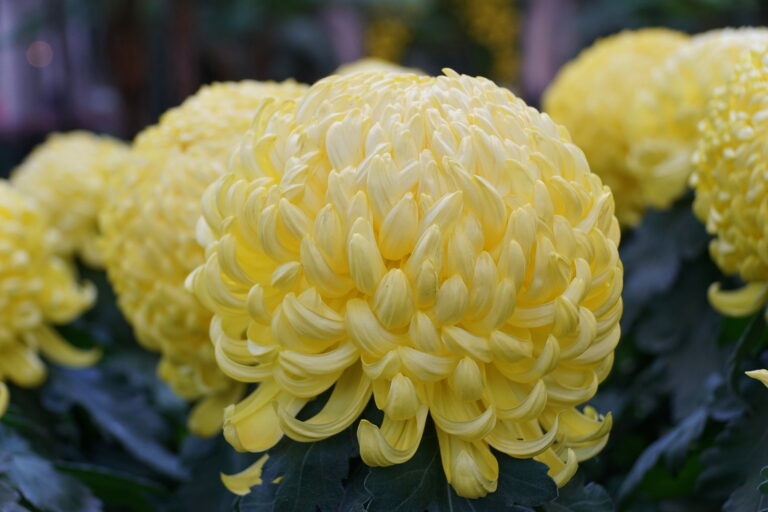 How to Grow Chrysanthemums
