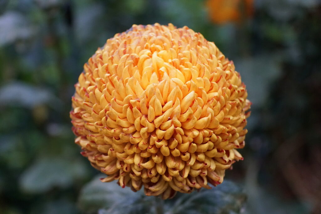 Chrysanthemum Growing Guide, Tui