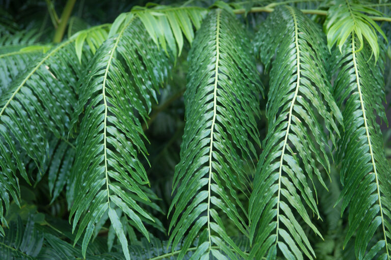 How to Grow Cibotium – Hawaiian Tree Fern