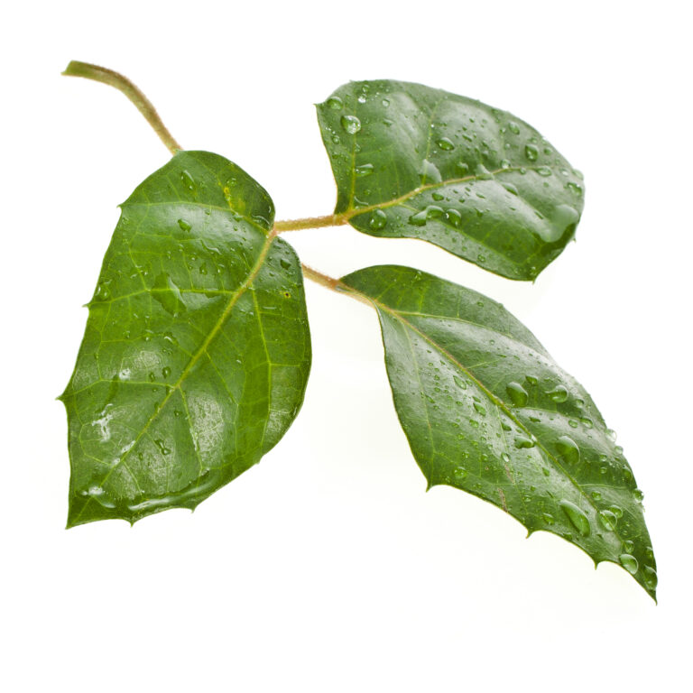 How to Grow Cissus — Grape Ivy