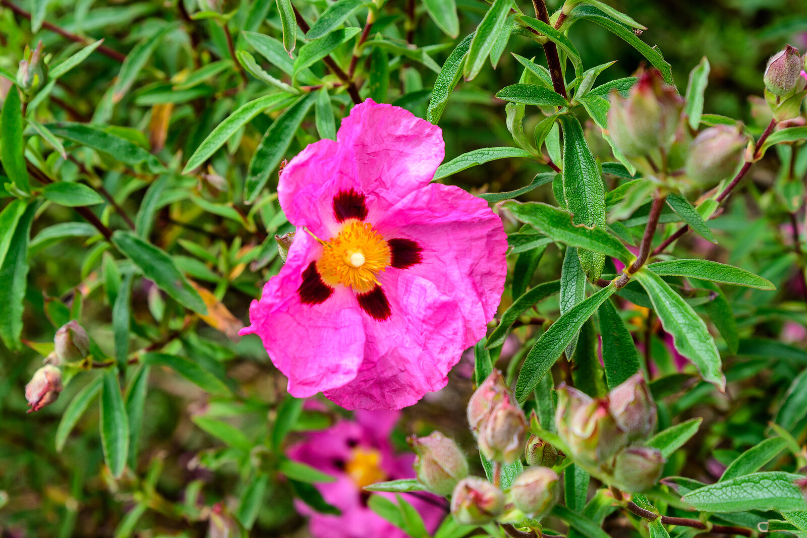 Cistus flower