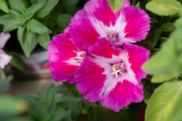 How to Grow Godetia — Clarkia