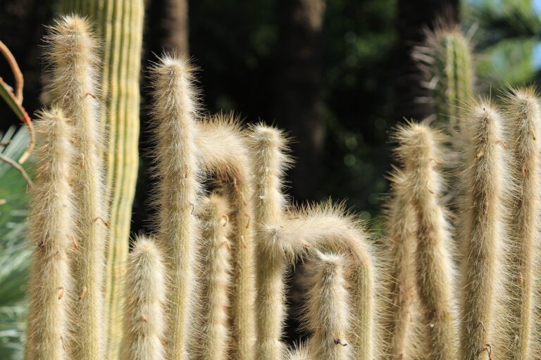 How to Grow Cleistocactus – Torch Cactus