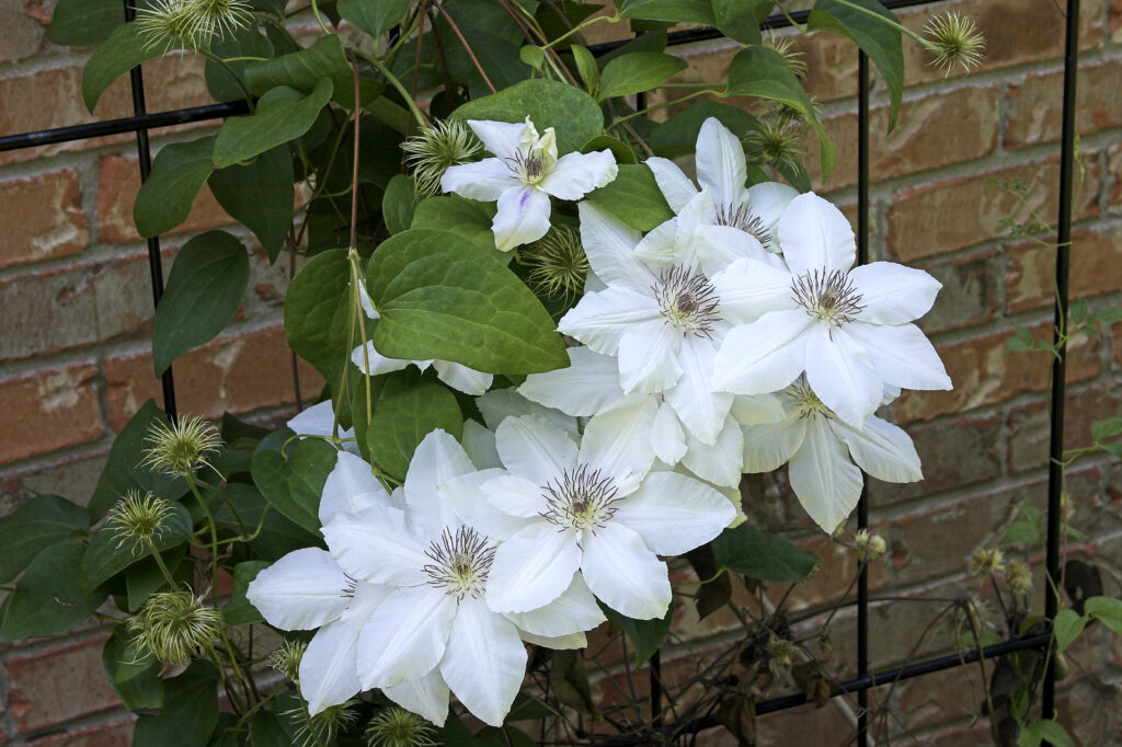 Clematis 'Snow White' flowers and seed pods