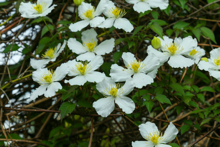 How to Grow and Care for Clematis