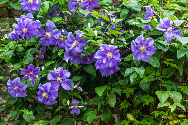 Climbing Plants for Clay Soil
