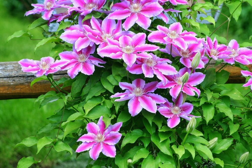 Clematis