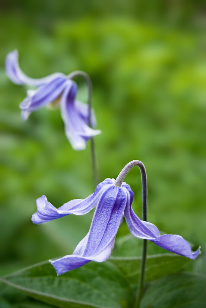 Beautiful blue Clematis integrifolia 