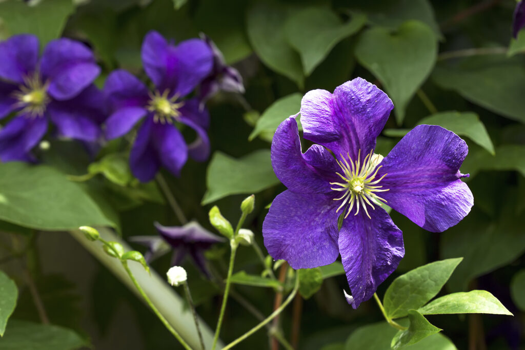 Clematis x jackmanii