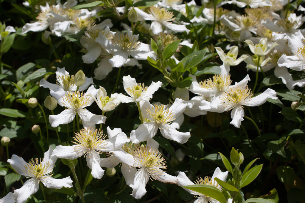 Anemone Clematis, botanical name Clematis montana