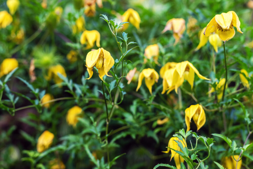 Yellow flowers of Clematis tangutica 