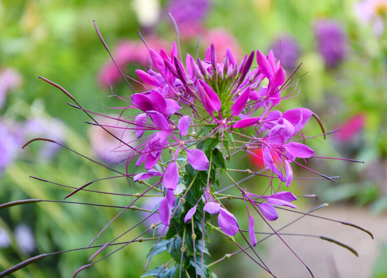 How to Grow Spider Flower — Cleome