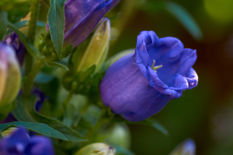 How to Grow Cobaea – Cup-and-Saucer Vine