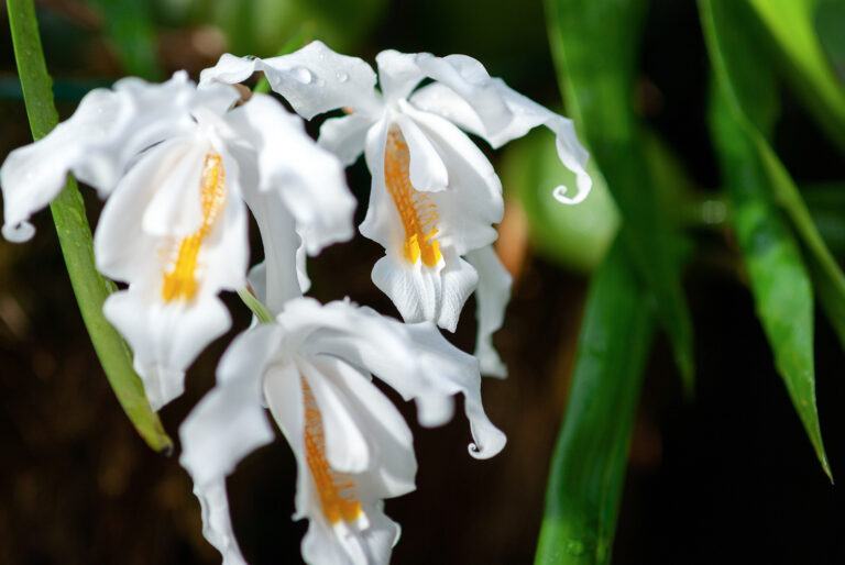 How to Grow Coelogyne