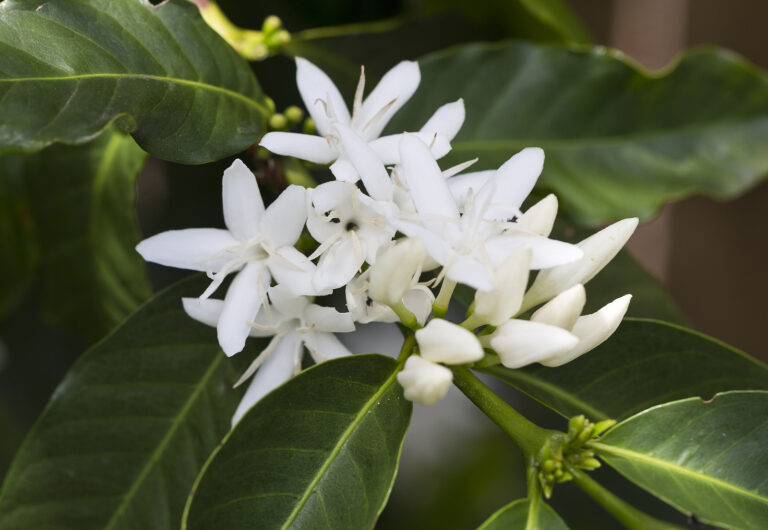 How to Grow Coffee Plant — Coffea
